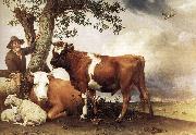 POTTER, Paulus Young Bull zg oil painting reproduction